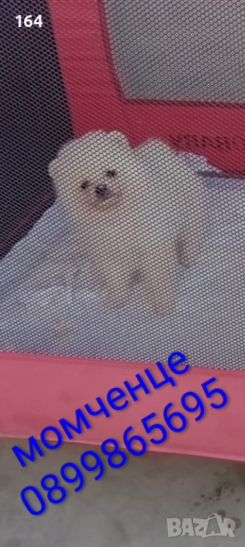 Мъжки Померан. Реални снимки от днес ! , снимка 1