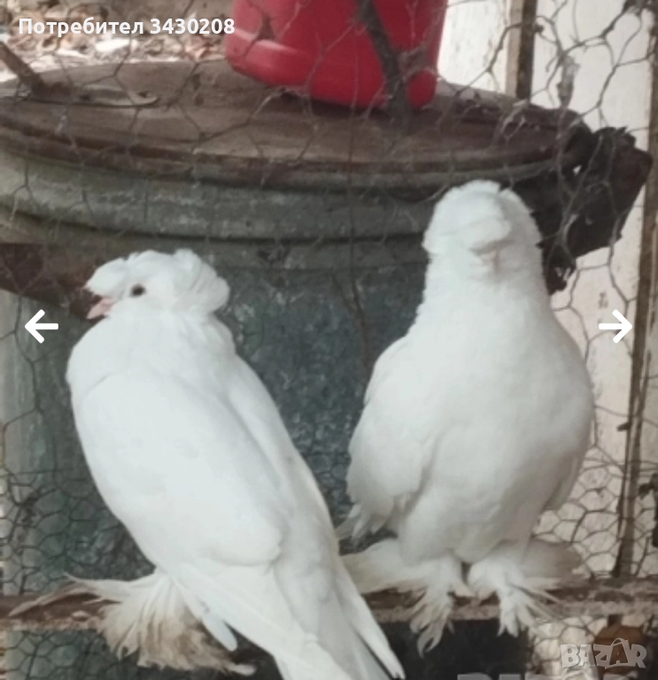 продавам гълъби, снимка 1