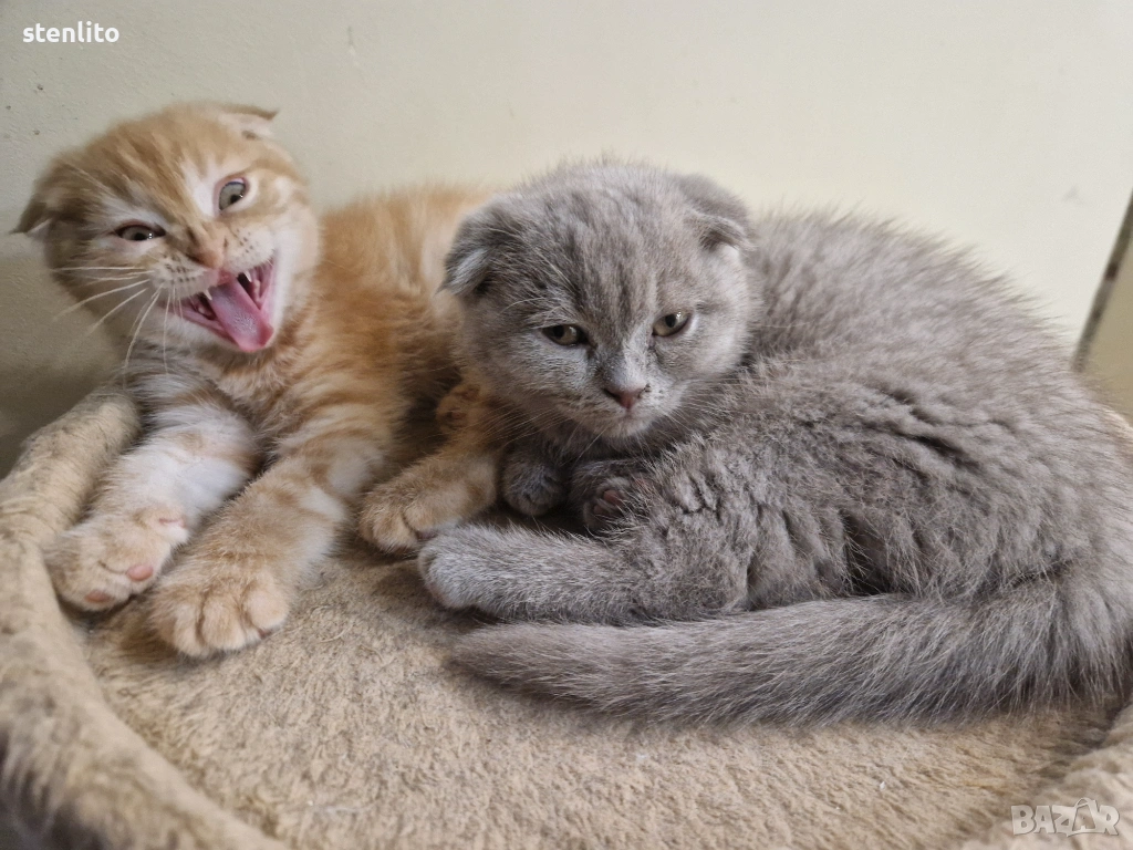 Шотландски котенца на 2 месеца, снимка 1