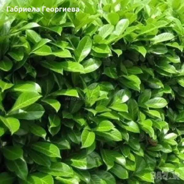 Лавровишна новита , снимка 1