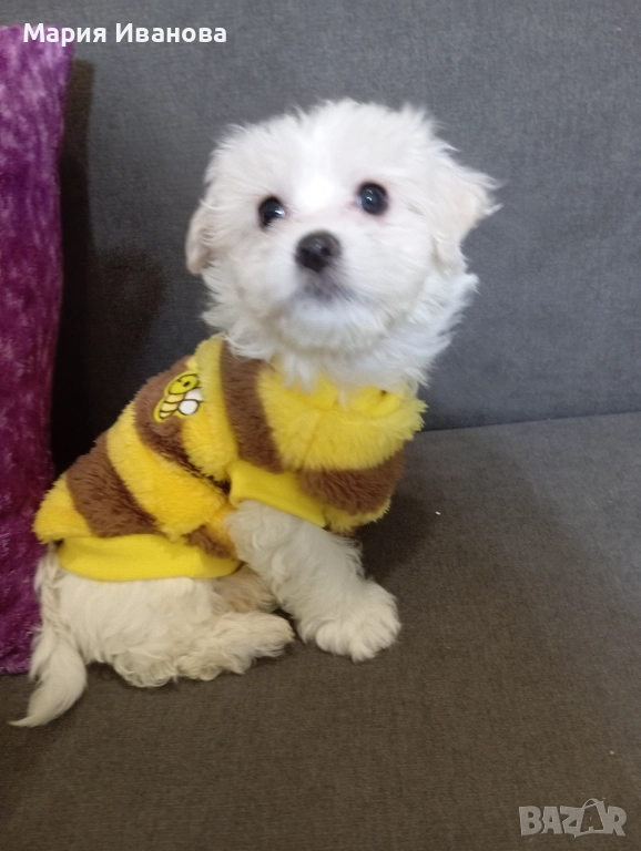 Малтийска болонка , снимка 1