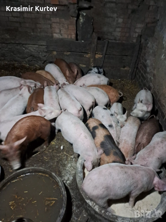 Малки Прасета бели и червени, снимка 1