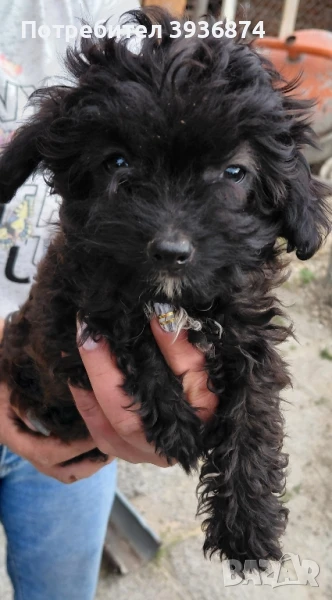 женски той пудел , снимка 1