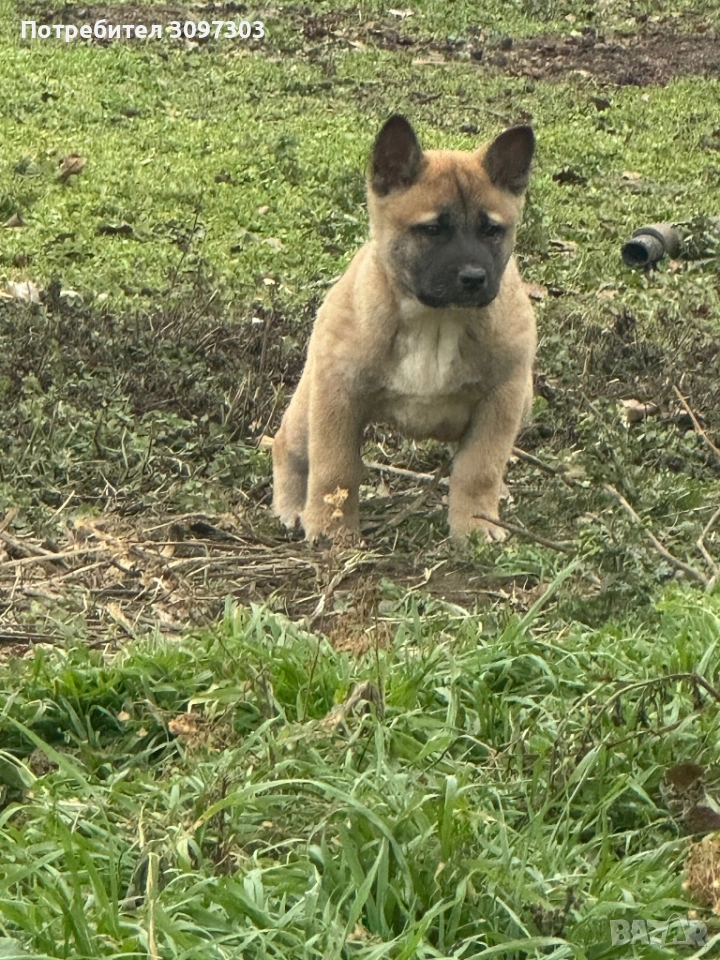 Белгийска овчарка Малиноа, снимка 1