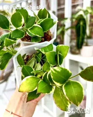 Hoya heuschkeliana albomarginated, снимка 1