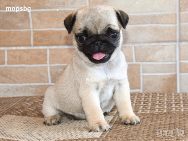 Чистокръвни кученца порода Мопс, снимка 1