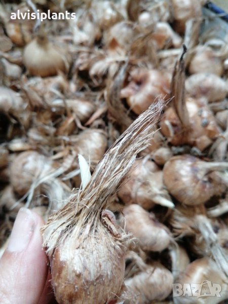 Шафранови луковици 6 броя 7-8 размер за цвят през есента, снимка 1