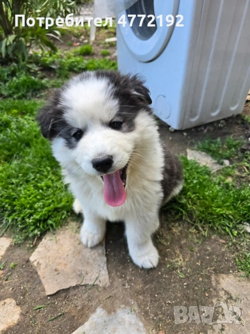 Малки Сибирски Хъскита, снимка 3 - Хъски - 53917126