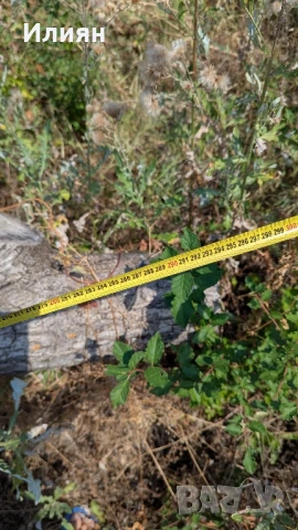 Орехово дърво 7 м + клони – с. Мерданя , снимка 5 - Строителни материали - 51240563