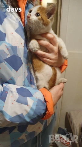 Намерено - Рижаво мъниче спешно търси дом, снимка 8 - Изгубени/намерени - 52807597