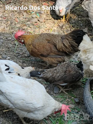 Домашни кокошки, снимка 4 - Кокошки и пуйки - 55778291