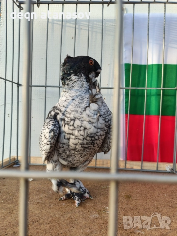 Блондинети, снимка 9 - Гълъби - 51871308