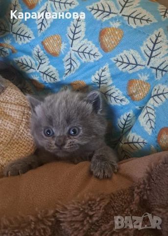 Британски сини колорпойнти , снимка 6 - Британска късокосместа - 53753333