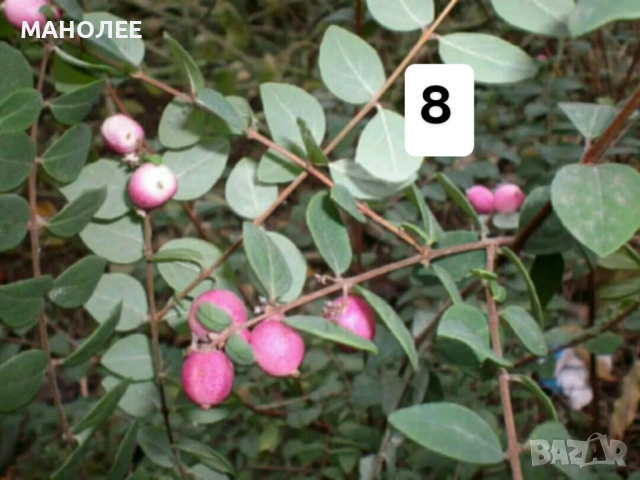 💐💐💐💐50 РЕЗНИКА В ЕДИН ПАКЕТ /видове по избор/ ЗА 10 € 💐🎁🪷🌞, снимка 9 - Градински цветя и растения - 53230275