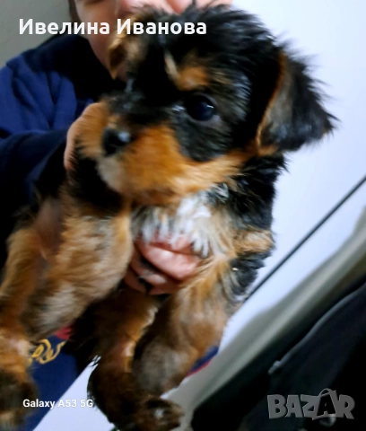 Йорки женско