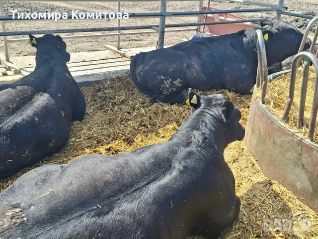 Свободни месодайни телета, снимка 8 - Крави - 54174825