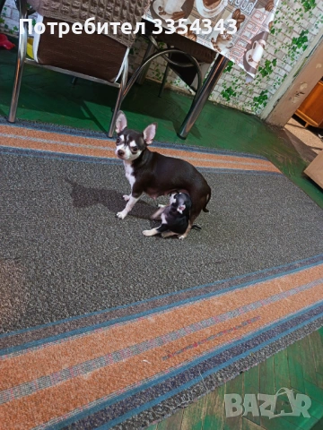 Чихоa   родени са 23.11.25, снимка 7 - Чихуахуа - 52791732