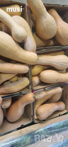 Тикви за животни , снимка 2 - За селскостопански - 51966531