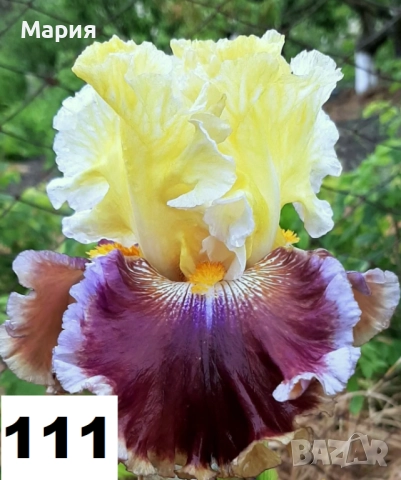 Сортови вискоки ириси /брадати ириси, снимка 10 - Сортови семена и луковици - 46410355