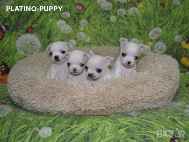 Бебета чихуахуа, снимка 2 - Чихуахуа - 38314919