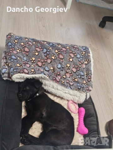 Айра си търси дом, снимка 6 - Други - 53079049