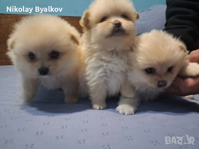 продавам малки кученца 2 момчета и 1 момиче Шпиц померан 