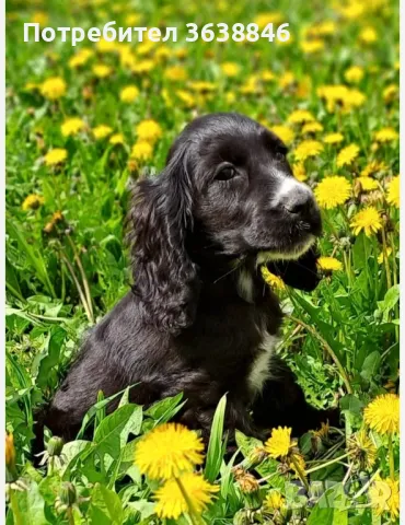 Кокер шпаньол