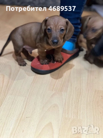 Две игриви момчета търсят своя любящ стопанин , снимка 2 - Дакели - 52869703