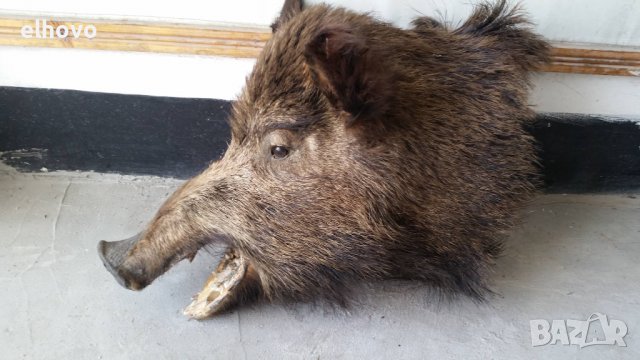 Препарирана глава на глиган, снимка 2 - Други ценни предмети - 37979890