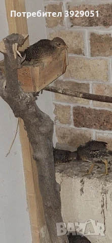 Продавам фазани млади, снимка 4 - други­ - 51097104