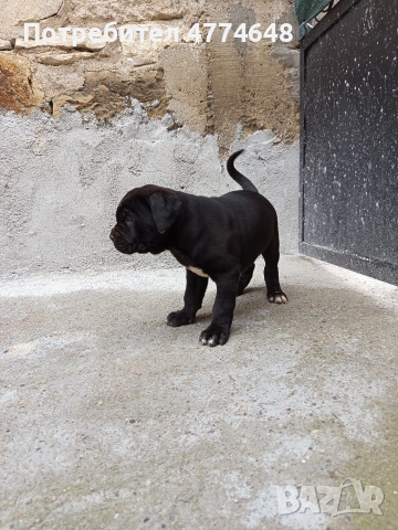 Кане корсо, снимка 2 - Кане корсо - 53966614