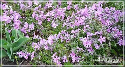 Продавам цветя Флокс за градината - разсад за ранно пролетно засаждане, снимка 16 - Разсади - 28716156