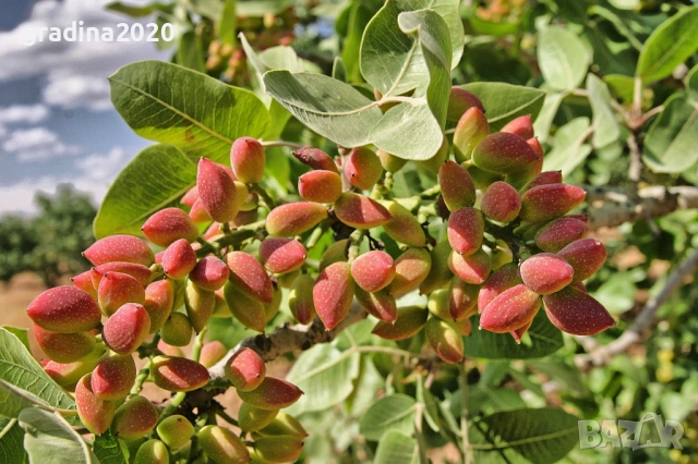 Шам фъстък – натурална енергия и изключителен вкус ОБЛАГОРОДЕНИ