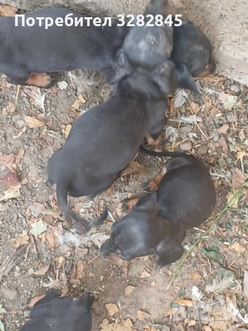 Мини дакели , снимка 3 - Дакели - 51707477