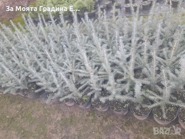 Сребрист Смърч, снимка 8 - Градински цветя и растения - 54020469