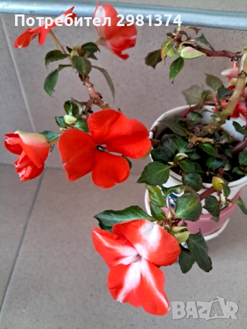 Циганче, снимка 3 - Стайни растения - 54063396