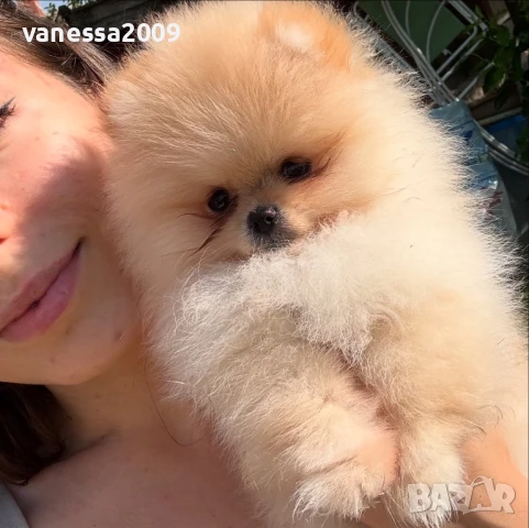 Продавам померани, снимка 2 - Померан - 33241409