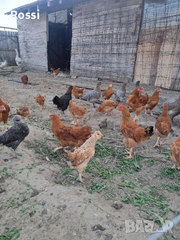 Дворни пилета за яйца и месо, снимка 6 - Кокошки и пуйки - 54238936