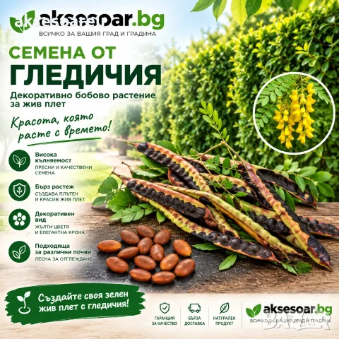 Качествени и пресни Семена от гледичия отлично почистени и готови за засяване Gleditsia за градината
