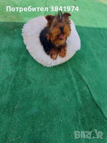 Йоркширски териер, снимка 1