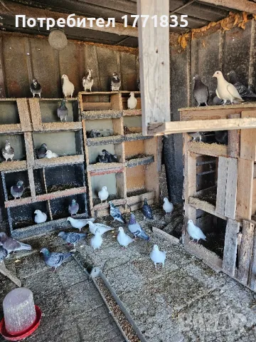 продавам гълъби на куп, снимка 4 - Гълъби - 49424583