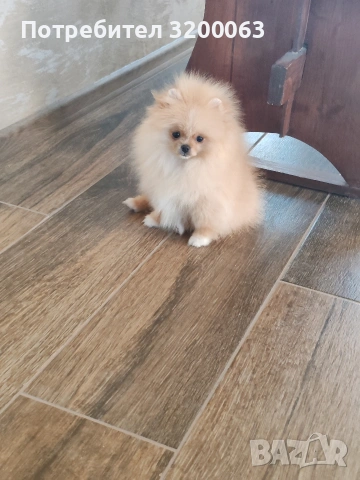 Померан мини размер мъжко., снимка 12 - Померан - 54032504