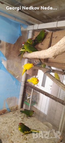 Продавам пойни папагали, снимка 3 - Папагали - 42618106
