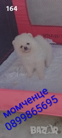 Мъжки Померан. Реални снимки от днес ! 