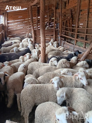 Агнета за клане и за дамазлък, снимка 7 - Овце - 53992251