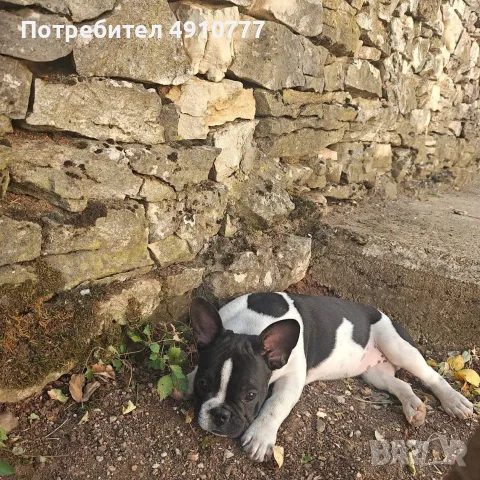 Френски булдог момиченца, снимка 5 - Френски булдог - 56058769
