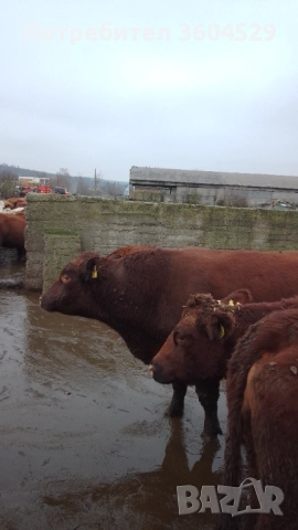 абардин, чистокръвен породист ,за разплод- перфектен, снимка 4 - Крави - 52189477