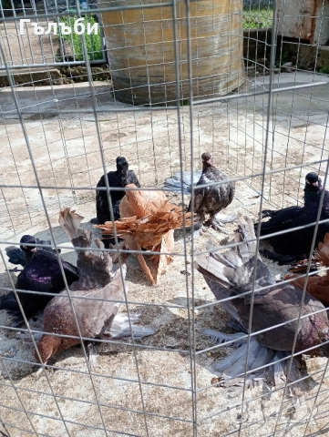 Ростовски, салтинети и гугутки , снимка 3 - Гълъби - 51955942