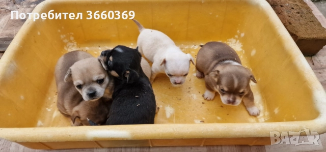 Продавам малки чихуата, снимка 3 - Чихуахуа - 52829030