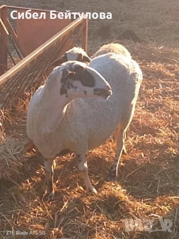 Продавам овце,агнета и кочове, снимка 2 - Овце - 52836919